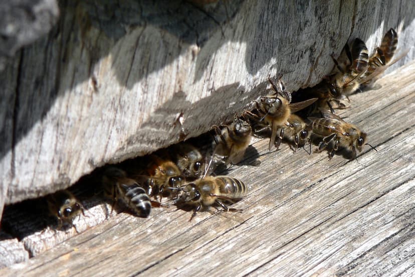 File:Bees hive.jpg - Wikimedia Commons