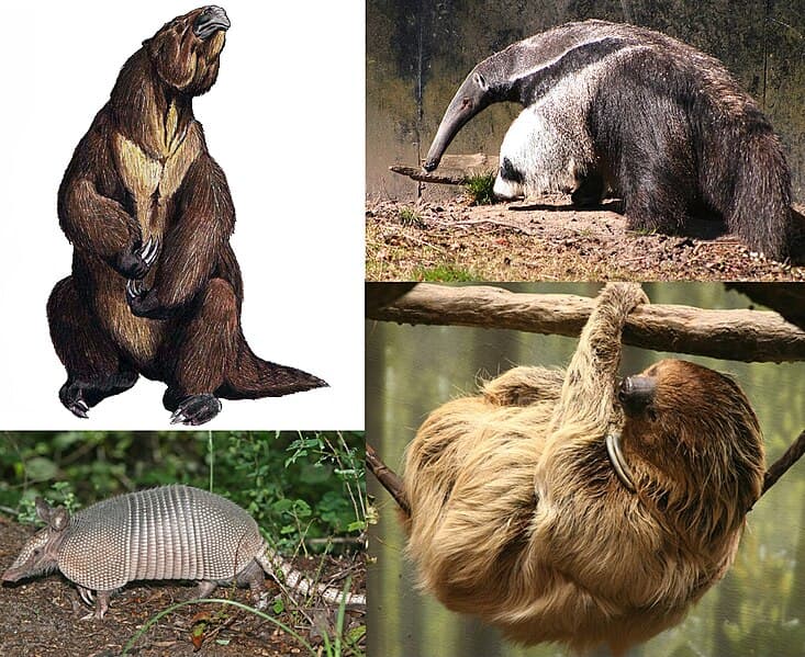 File:Xenarthra.jpg - Wikipedia