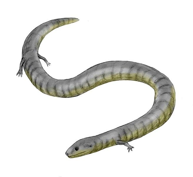 File:Eocaecilia BW.jpg - Wikipedia