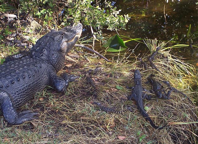 Ficheiro:Crocnest.JPG – Wikipédia, a enciclopédia livre