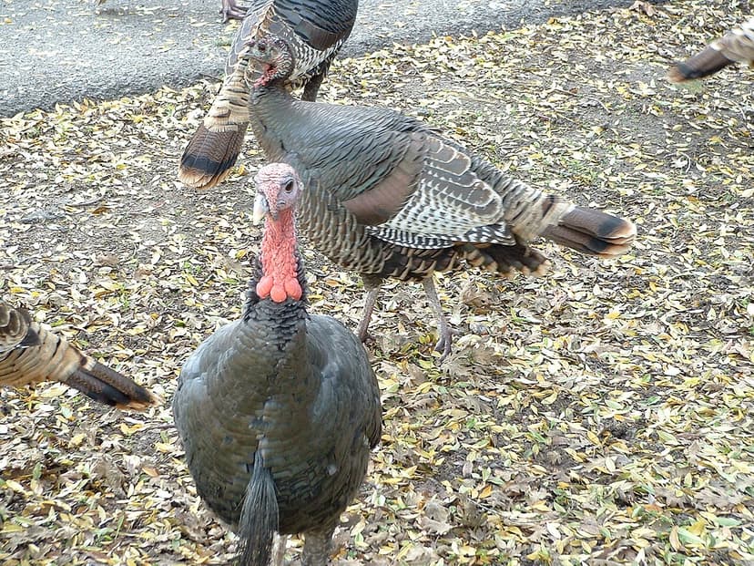 File:Turkey Lopez.jpg - Wikimedia Commons