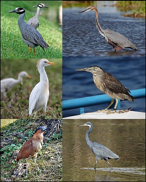 File:Ardeidae-01.jpg - Wikimedia Commons