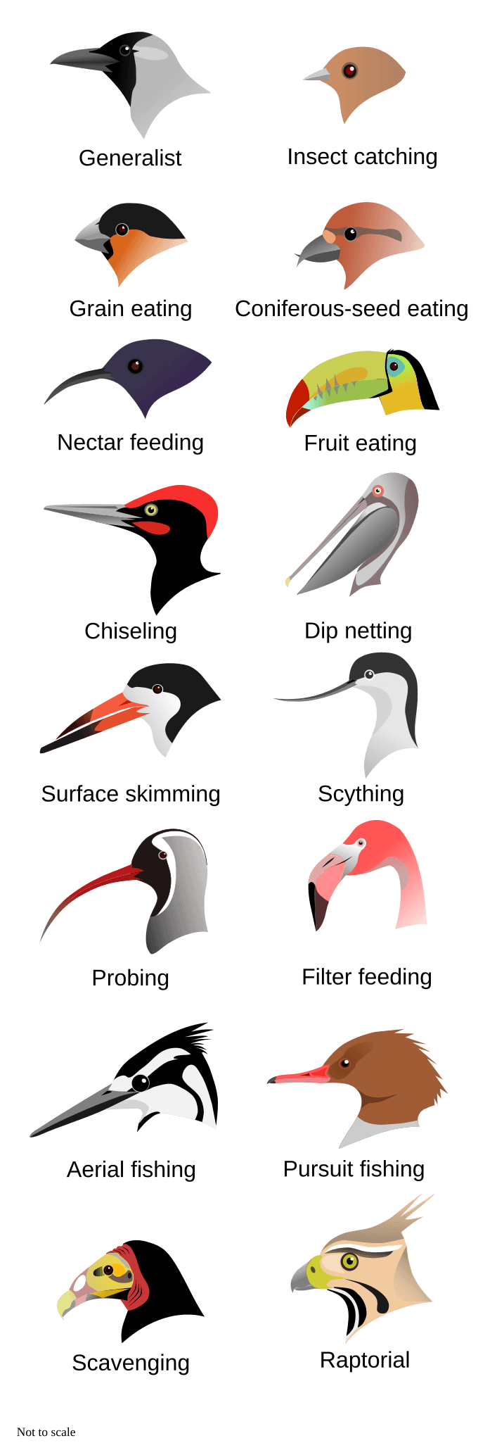 File:BirdBeaksA.svg - Wikipedia