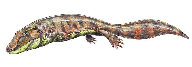 File:Loxomma1DB.jpg - Simple English Wikipedia, the free encyclopedia