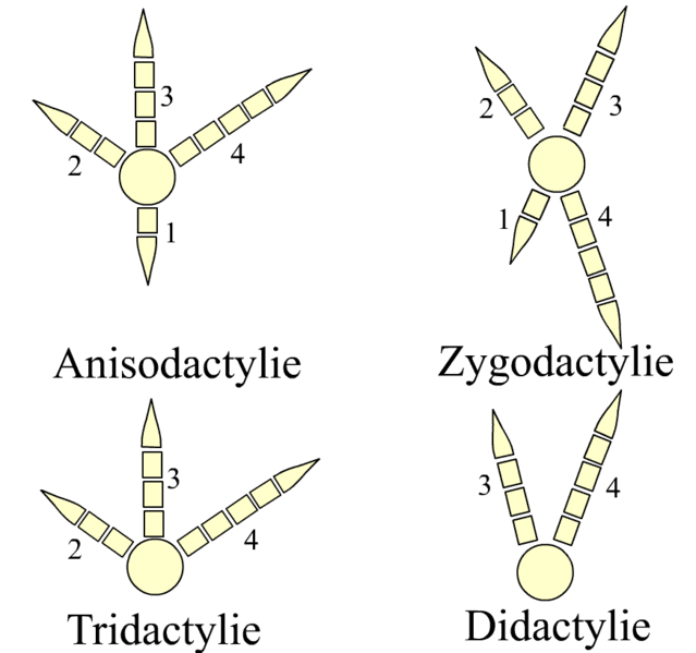 File:Bird-feets.png - Wikipedia