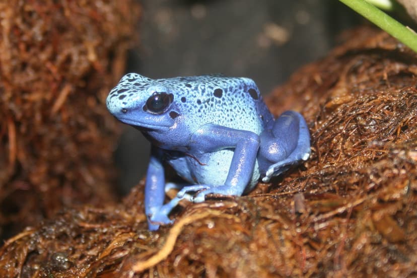 File:Bluedart.jpg - Wikipedia