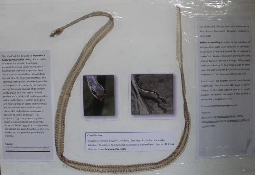 File:Shedded skin of Snake Ecdysis.JPG - Wikipedia