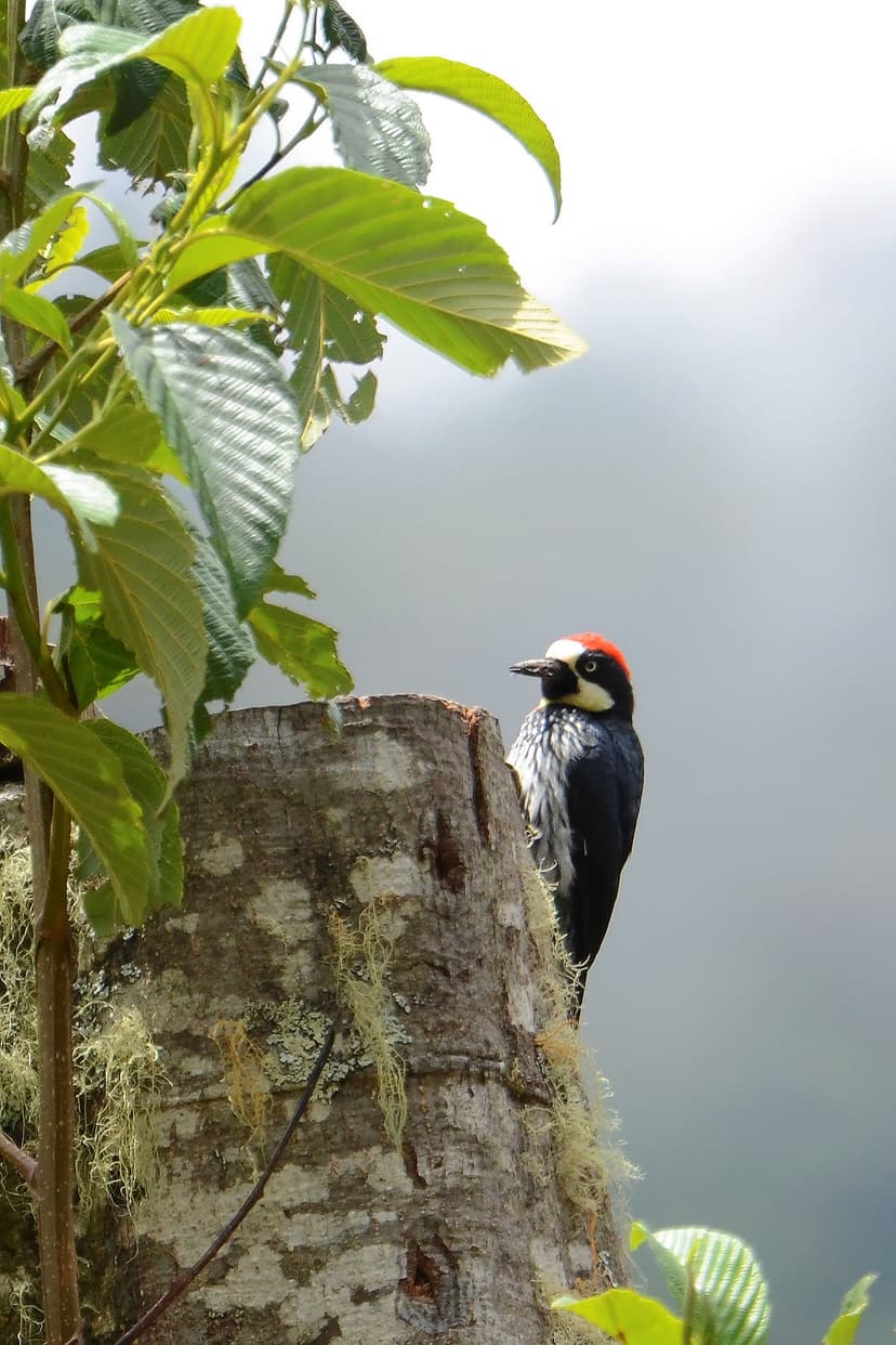 Birds of Costa Rica