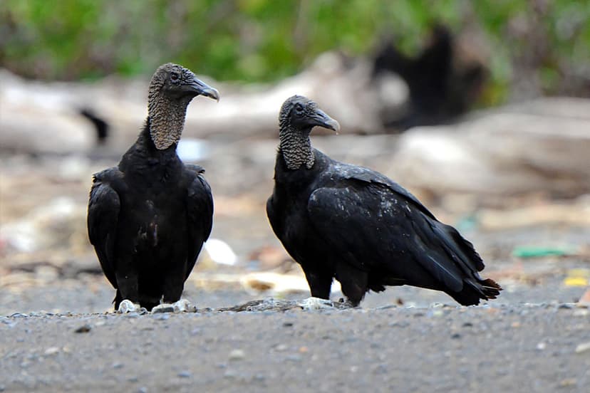 Birds of Costa Rica