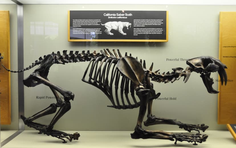 REJS: Photos: California, March 2011: Los Angeles: La Brea tar pits