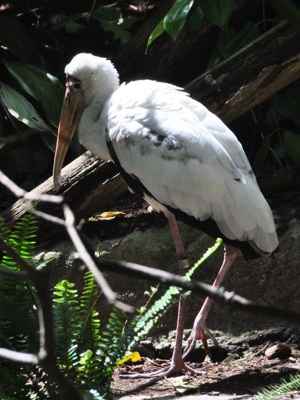 REJS: Photos: California, March 2011: San Diego: Zoo