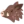 🐗