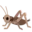 🦗
