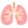 🫁