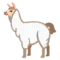 Le lama